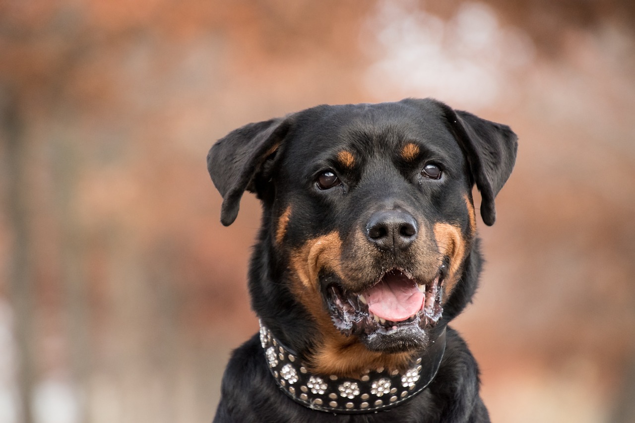 How to Make Your Own Custom Dog Collars